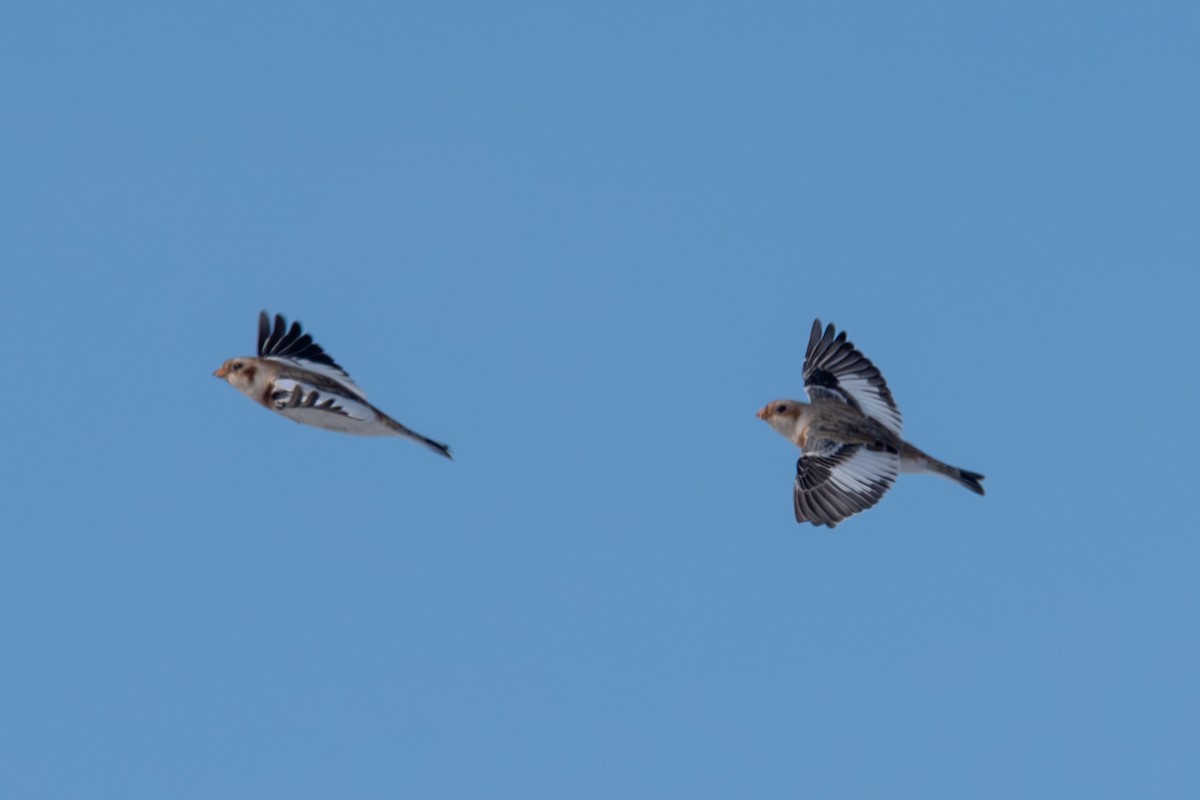 Snow Bunting - ML646492598