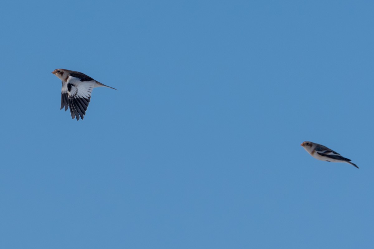 Snow Bunting - ML646492599