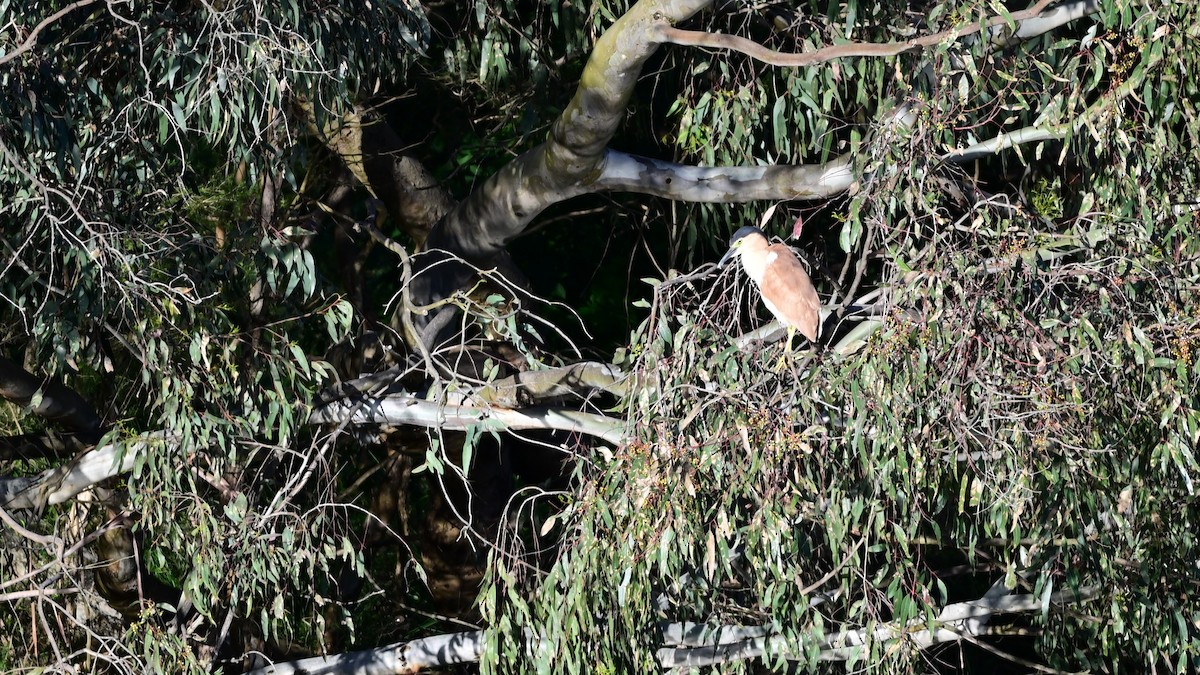 Nankeen Night Heron - ML646492600