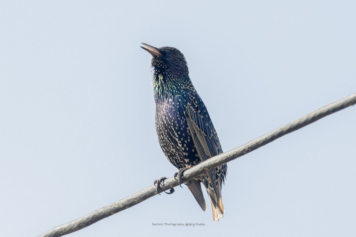 European Starling - ML646492602