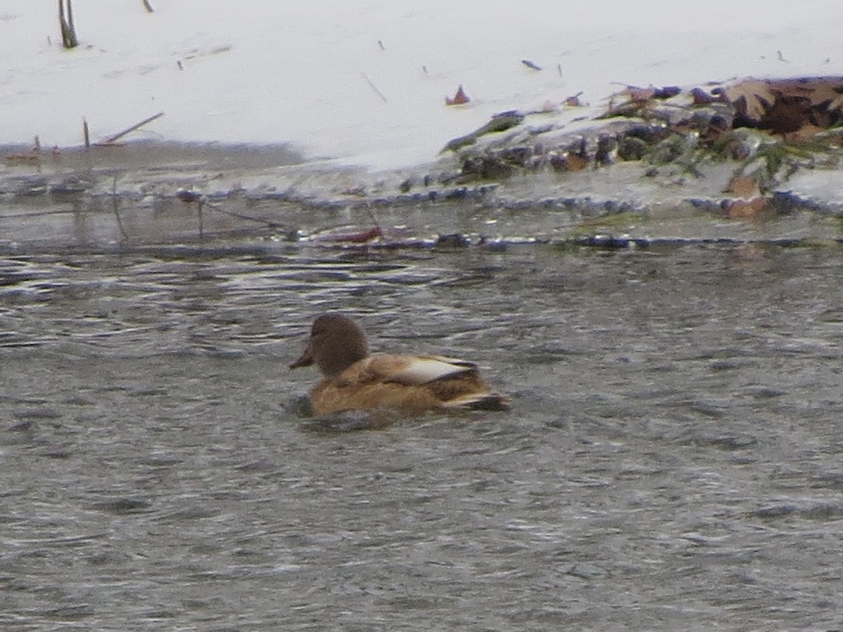 Mallard - ML646492603