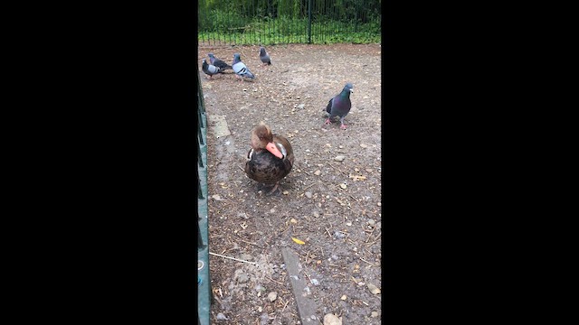 Красноносый нырок - ML646492607