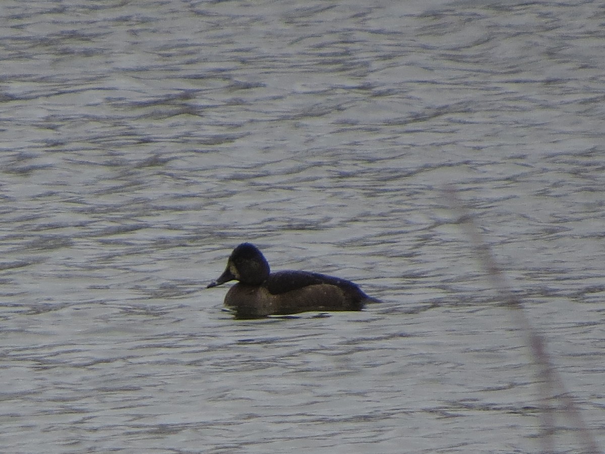 Ring-necked Duck - ML646492608