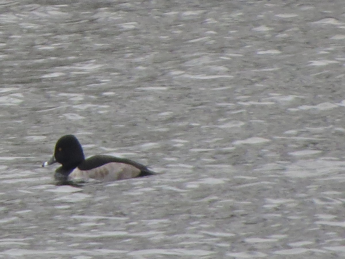 Ring-necked Duck - ML646492609