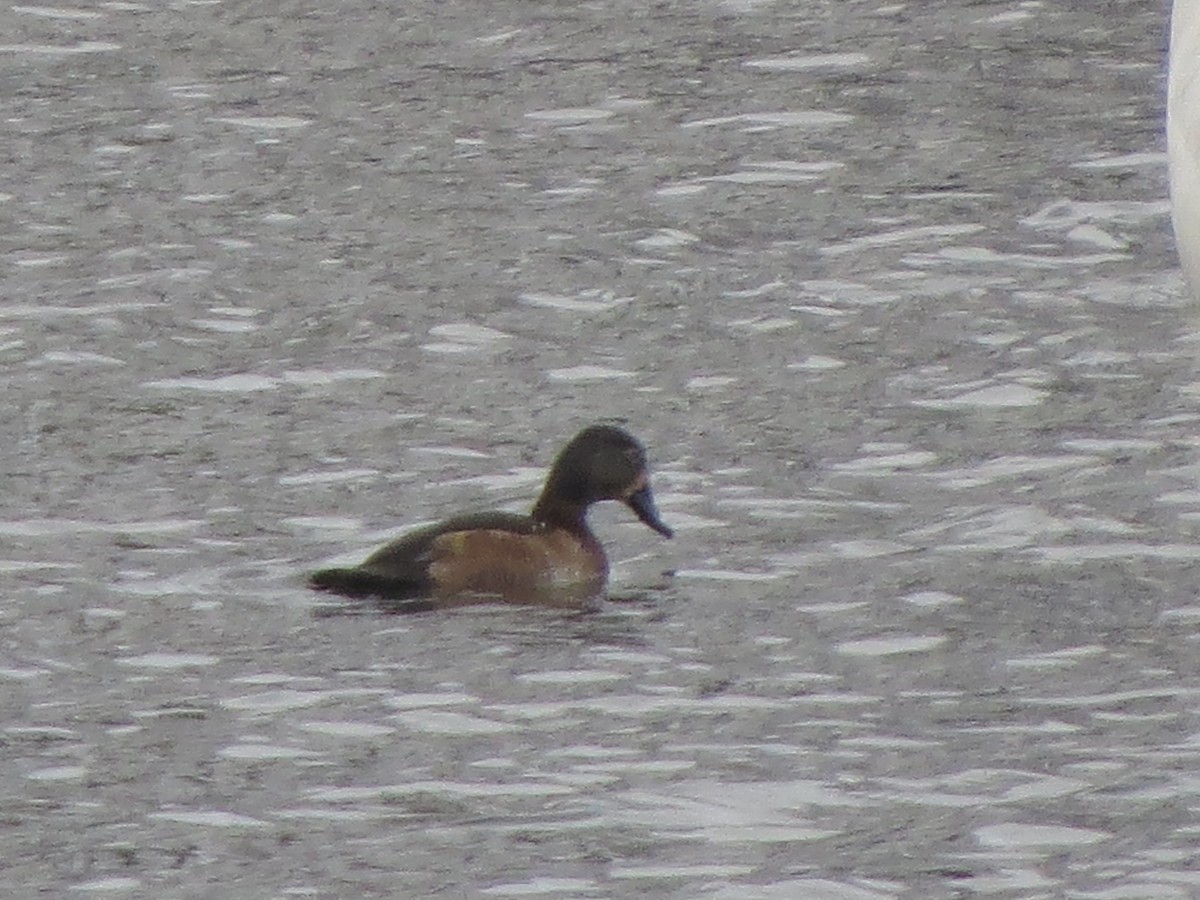 Ring-necked Duck - ML646492610