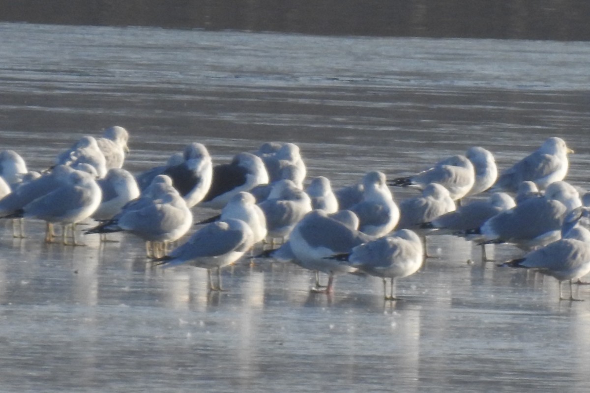 ニシセグロカモメ - ML646492613