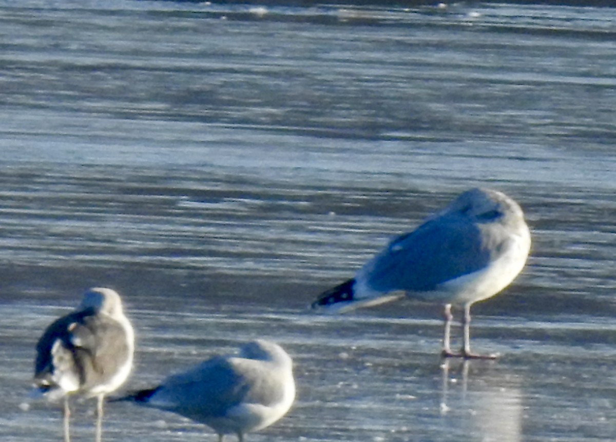 ニシセグロカモメ - ML646492614