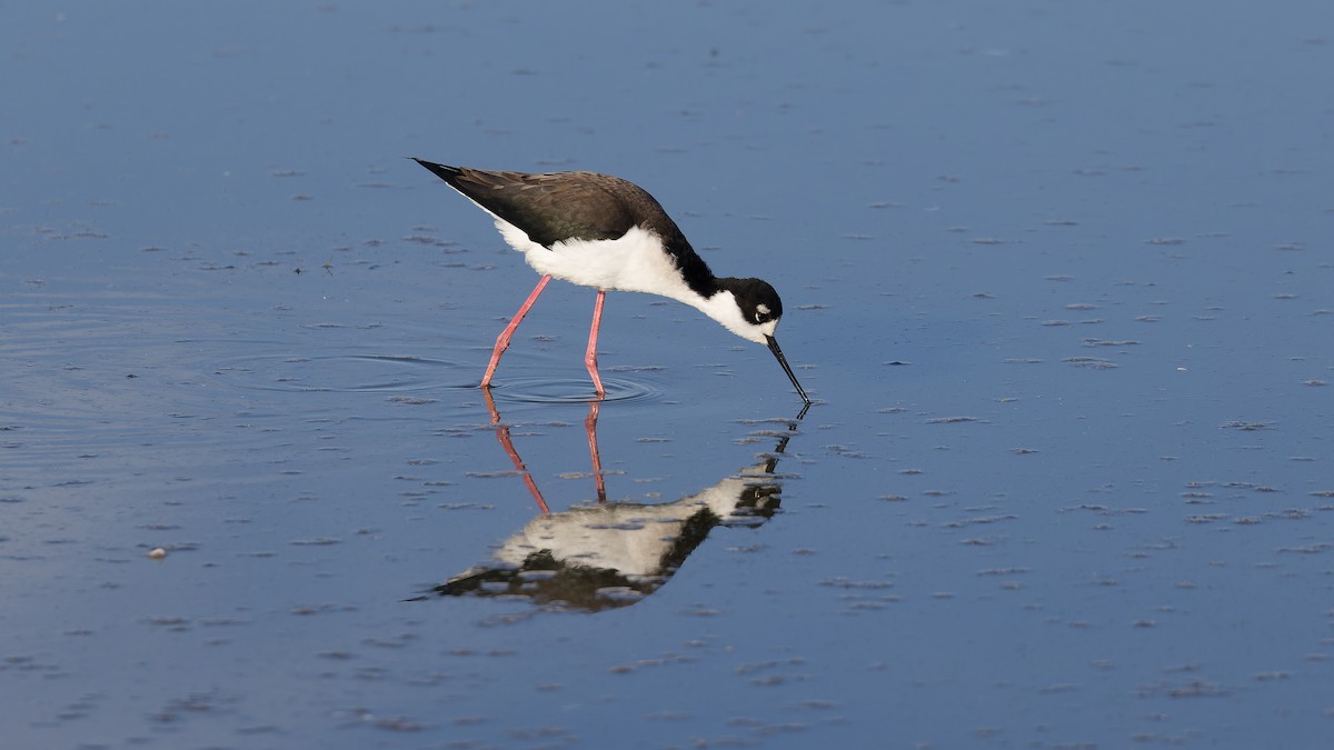 Black-necked Stilt - ML646492621