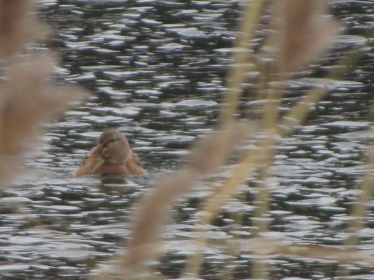 Mallard - ML646492624