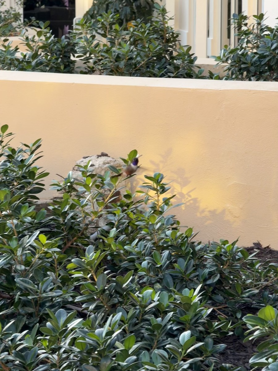 Bahama Woodstar - ML646492626