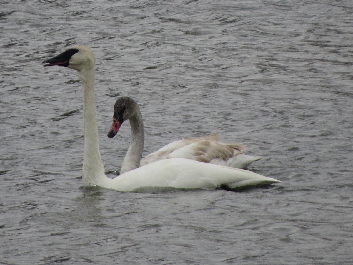 Trumpeter Swan - ML646492627