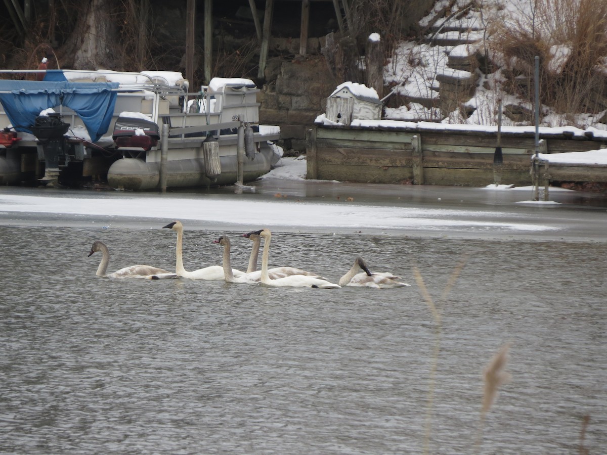 Trumpeter Swan - ML646492628