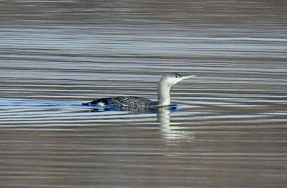 アビ - ML646492630