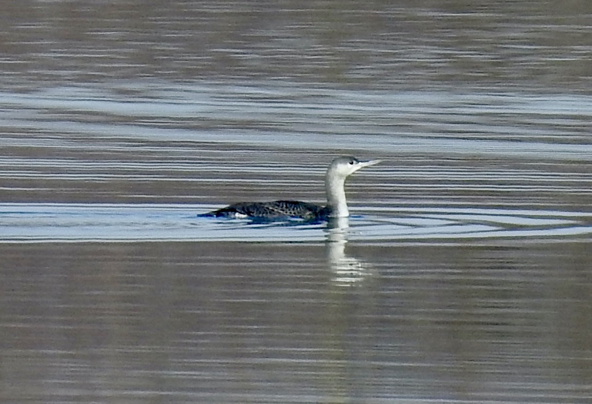 アビ - ML646492631