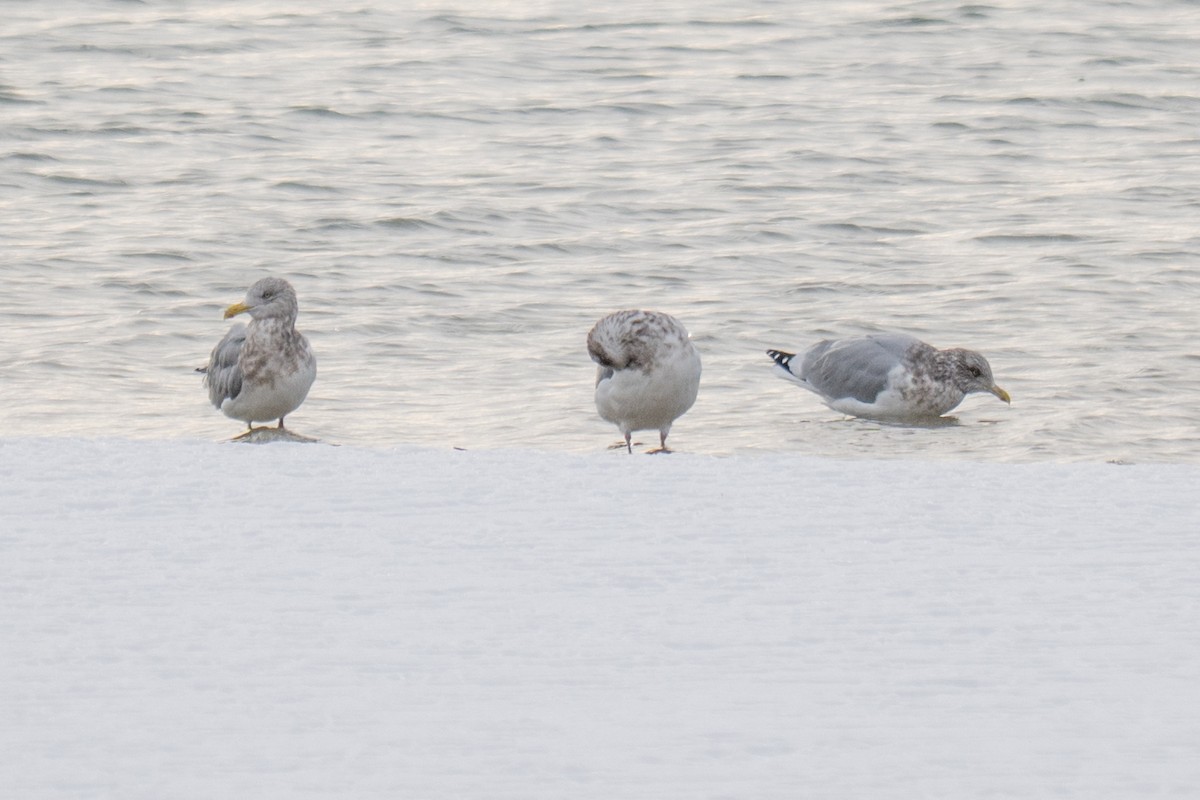 アメリカセグロカモメ - ML646492632