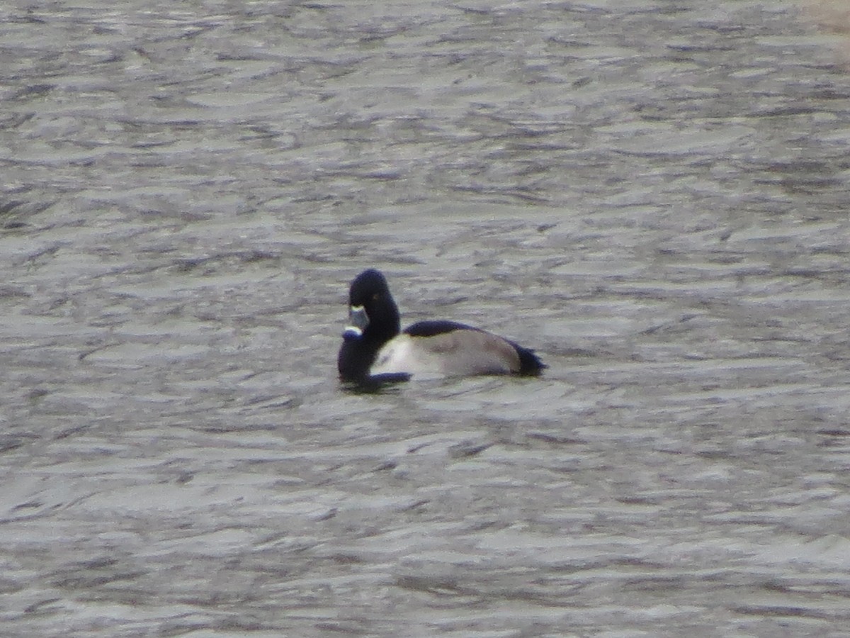 Ring-necked Duck - ML646492635
