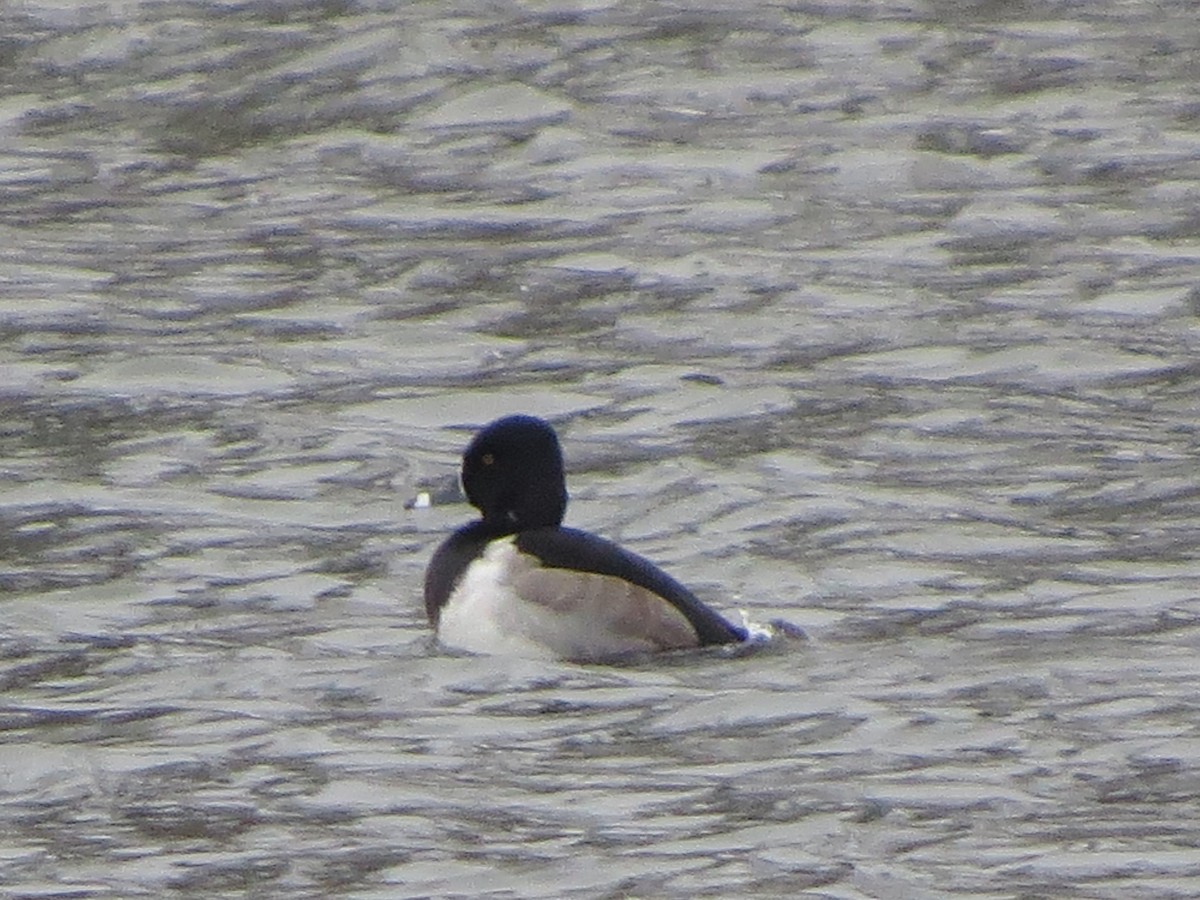 Ring-necked Duck - ML646492636
