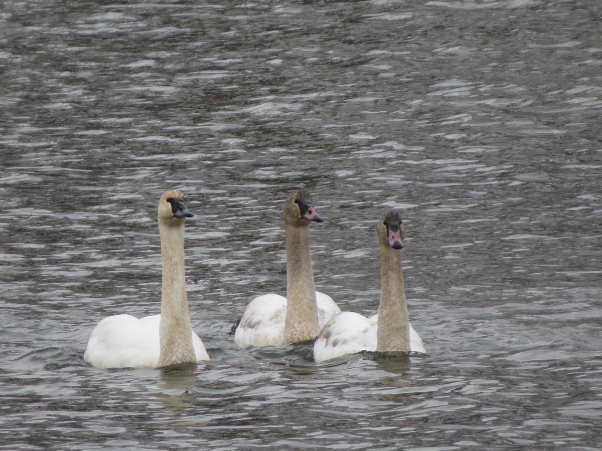 Trumpeter Swan - ML646492645