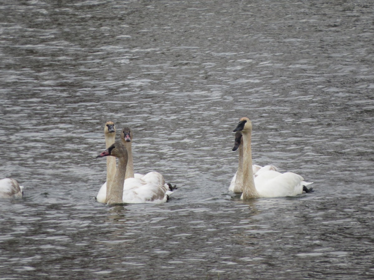 Trumpeter Swan - ML646492646