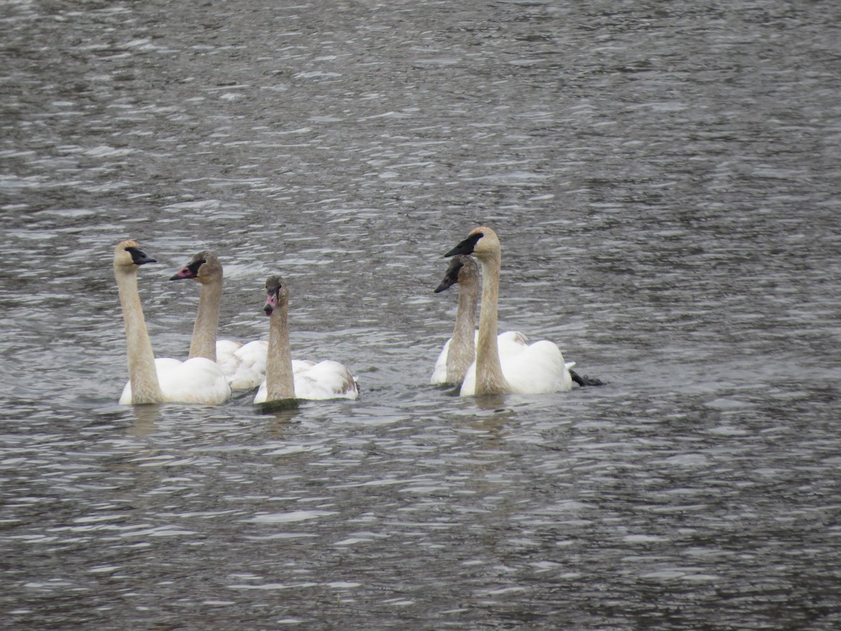 Trumpeter Swan - ML646492647