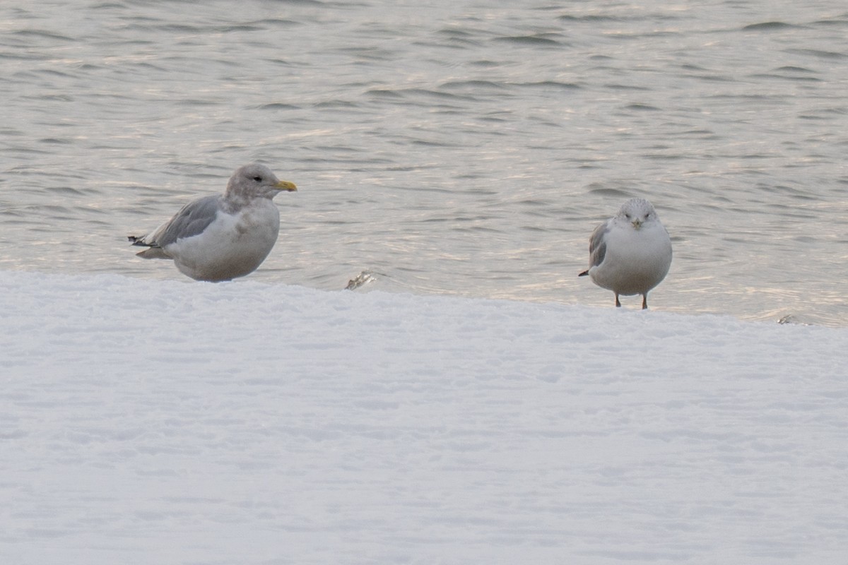 Iceland Gull (Thayer's) - ML646492649