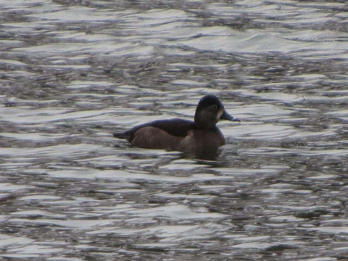 Ring-necked Duck - ML646492651