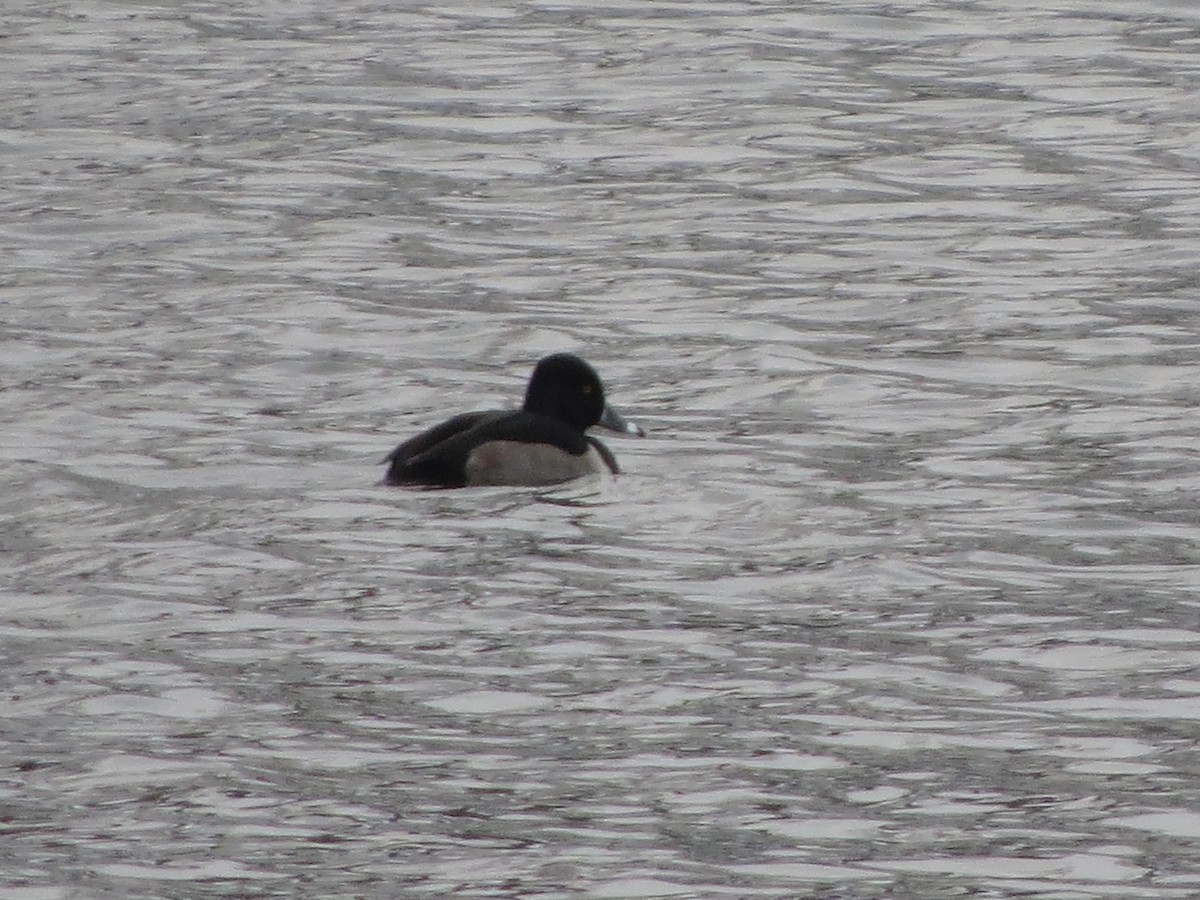 Ring-necked Duck - ML646492652