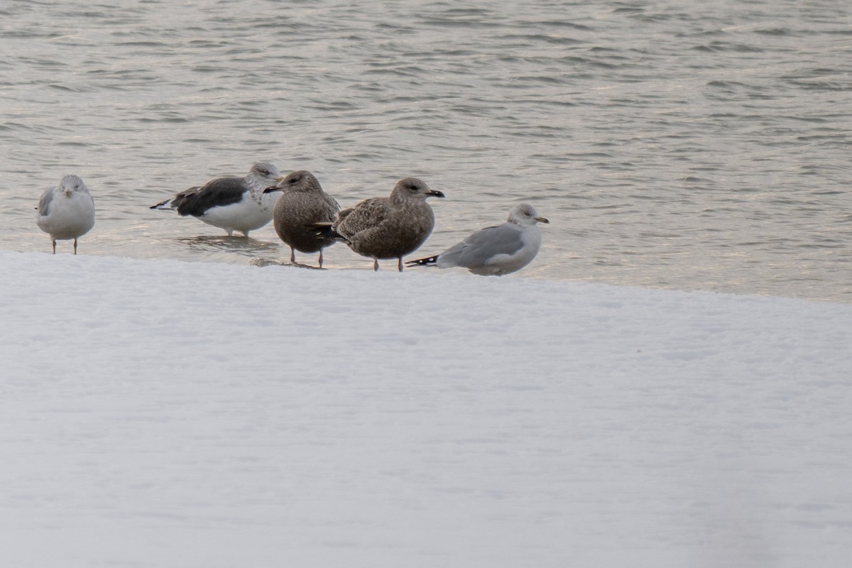 Бэсрэг цахлай - ML646492653