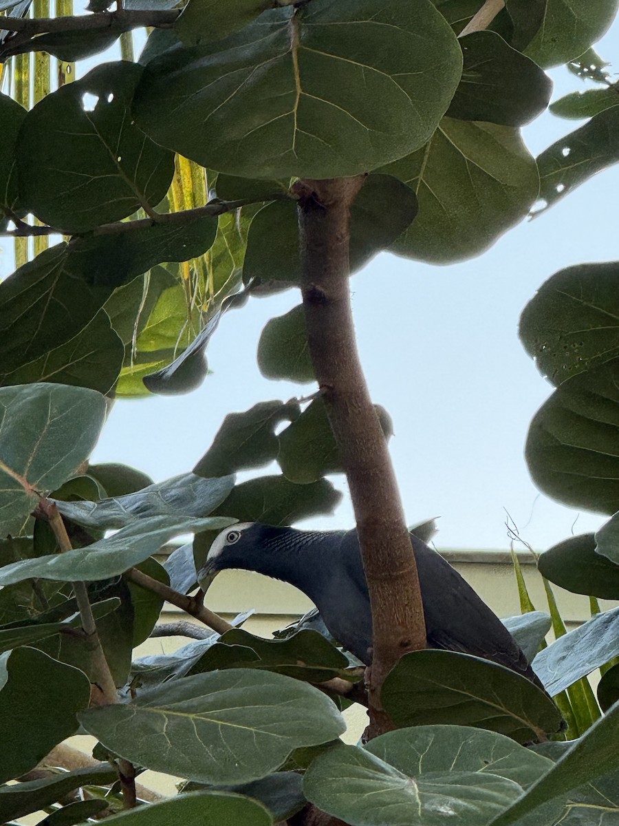 White-crowned Pigeon - ML646492654