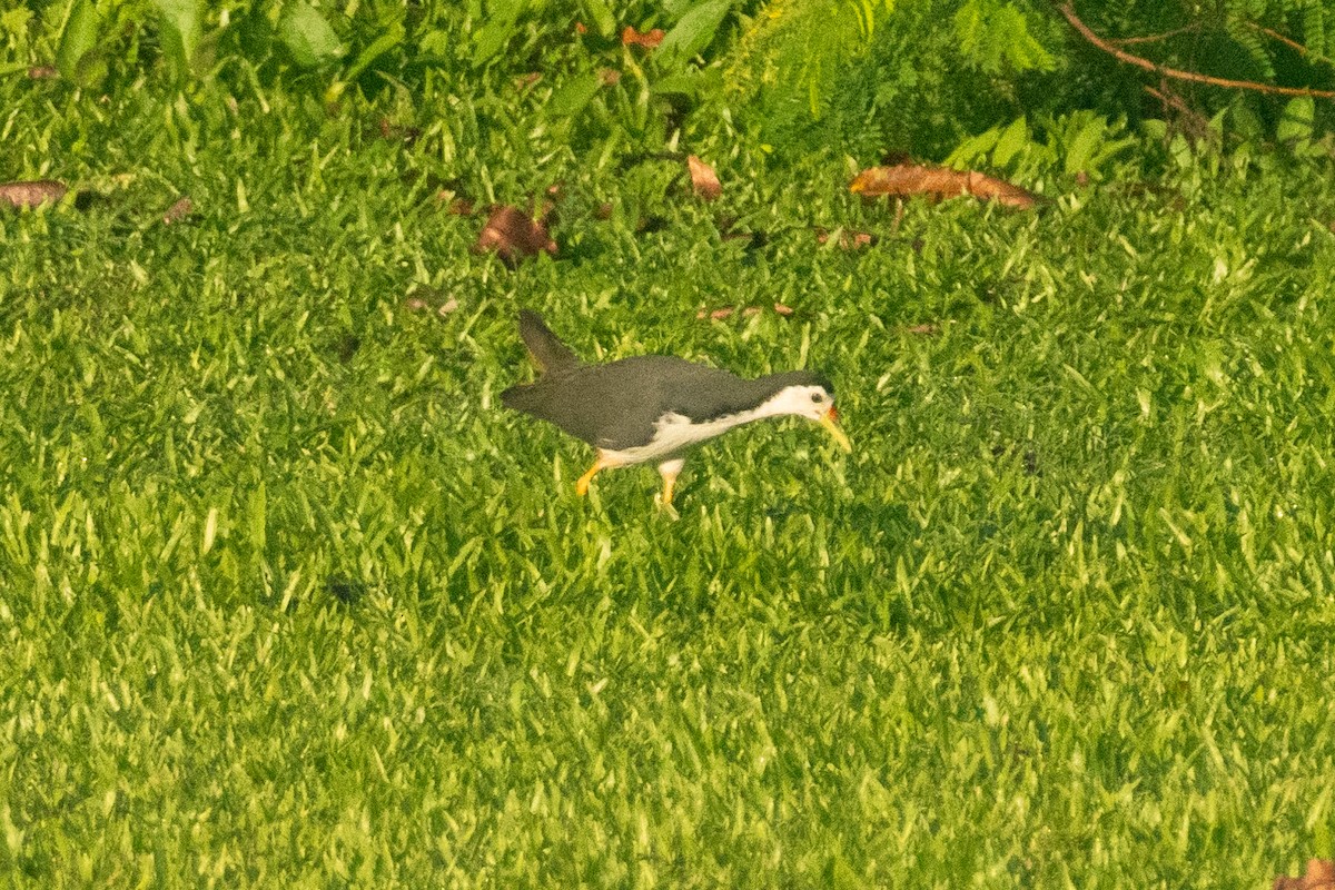 סופית לבנת-חזה - ML646492655