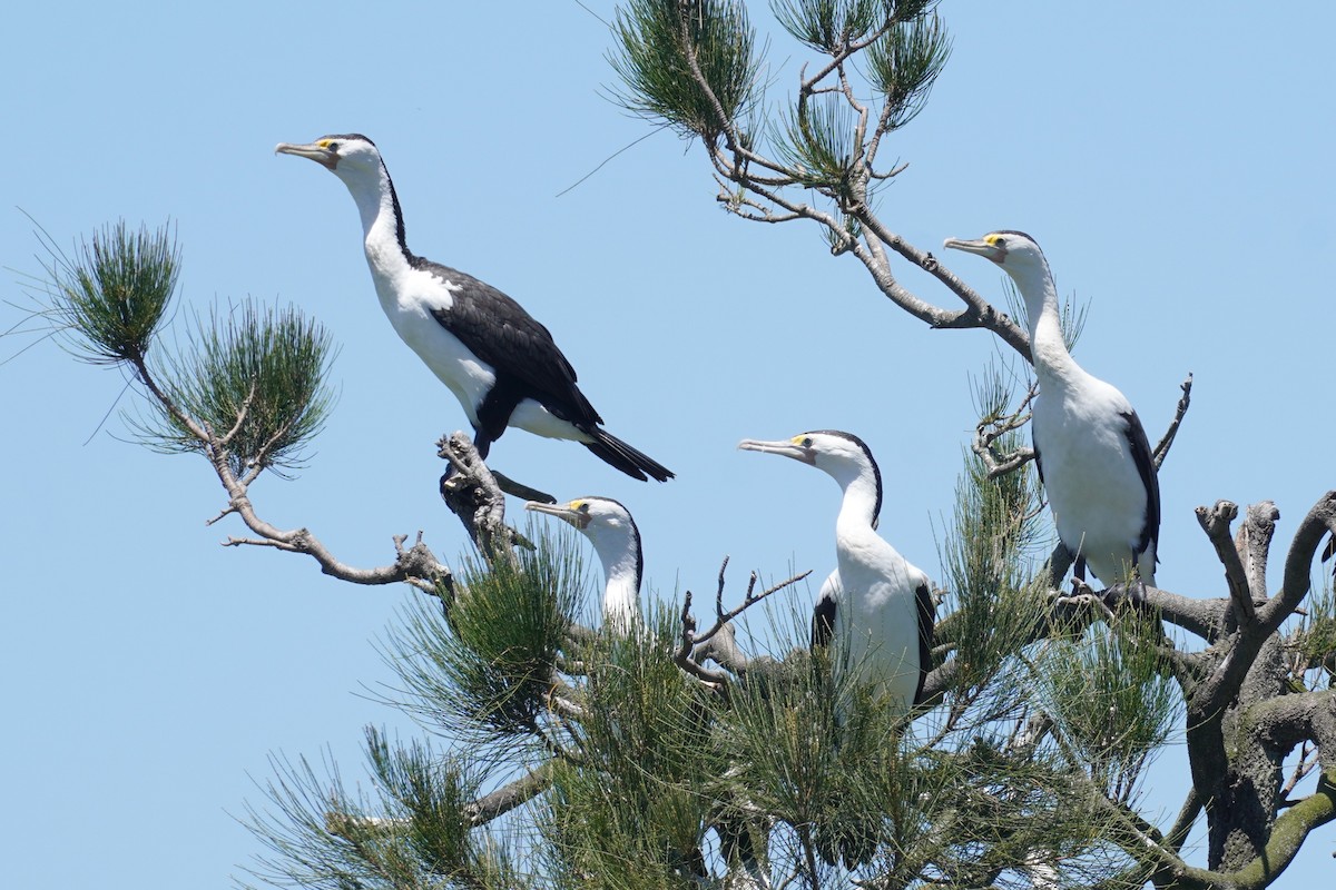 Pied Cormorant - ML646492656