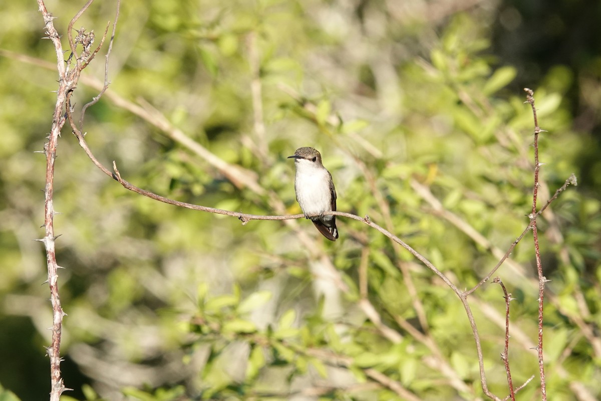 Колибри-шмель - ML646492658