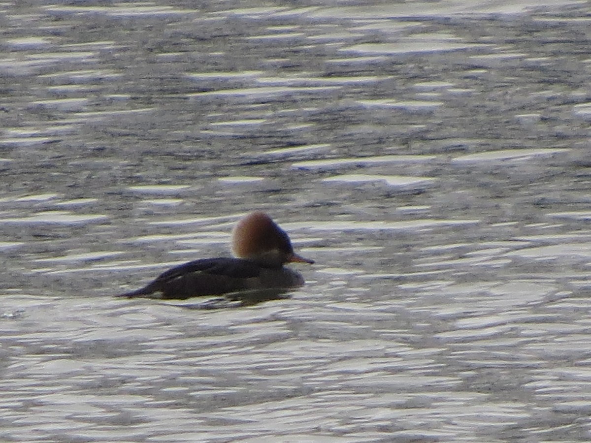 Hooded Merganser - ML646492659