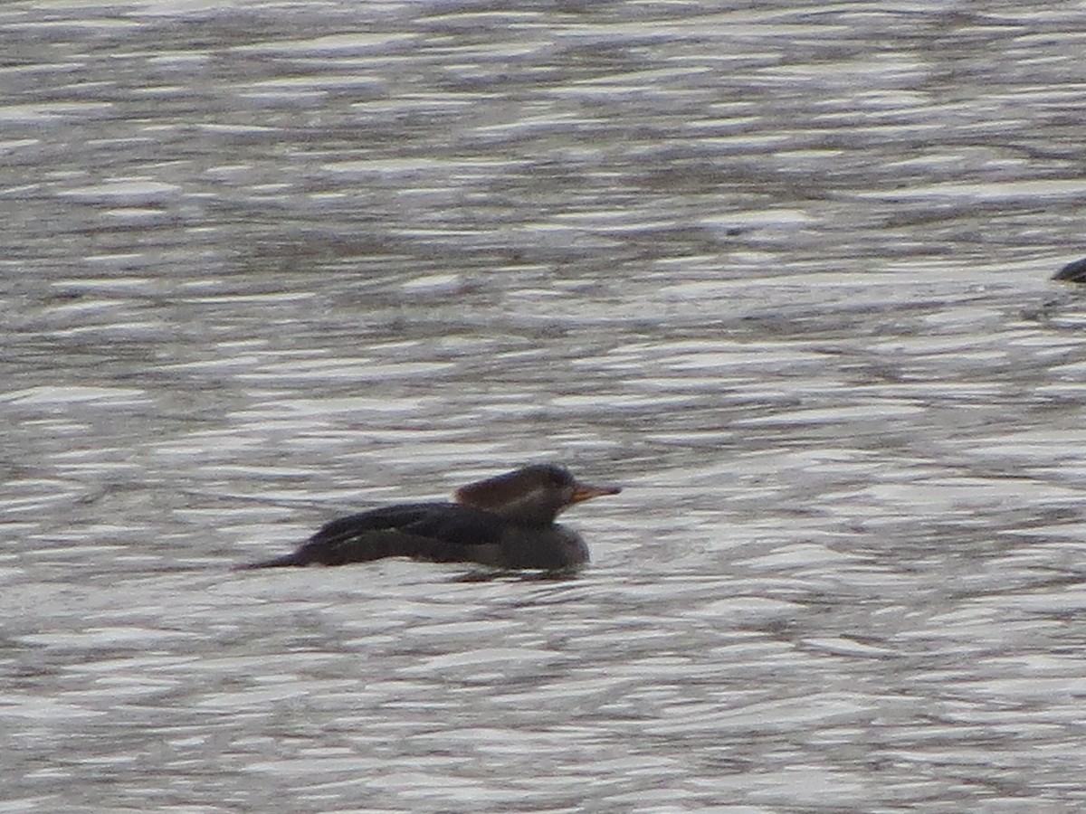 Hooded Merganser - ML646492660