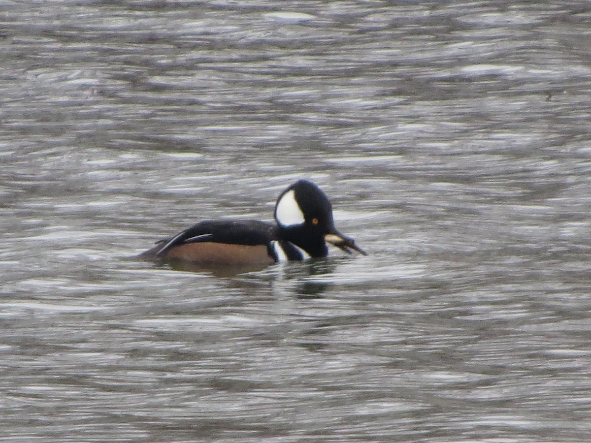 Hooded Merganser - ML646492662