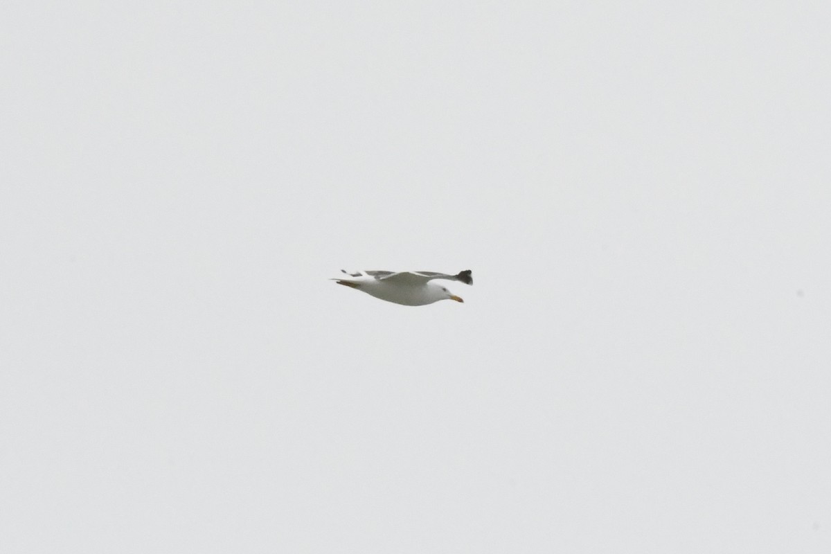 Yellow-legged Gull (michahellis) - ML646492664