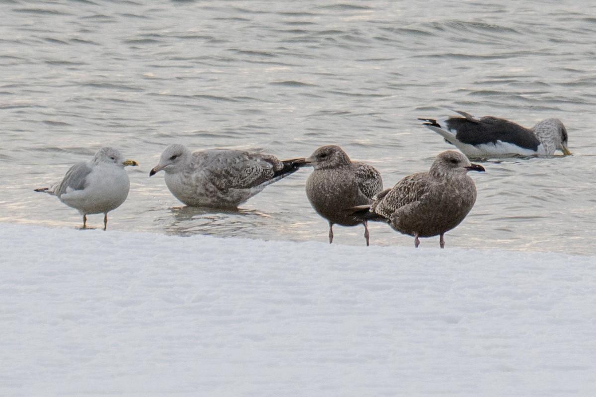 Бэсрэг цахлай - ML646492667