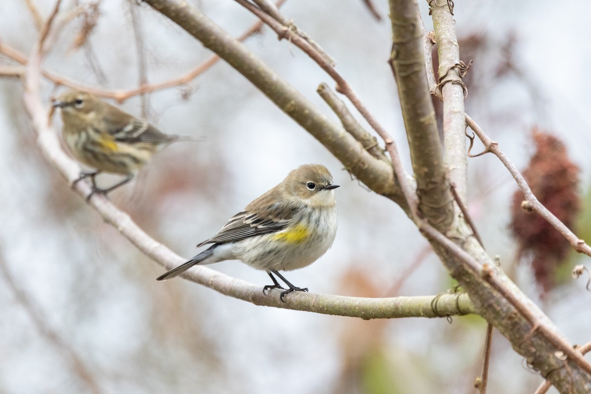 Yellow-rumped Warbler (Myrtle) - ML646492669