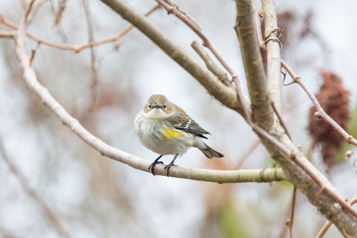 Yellow-rumped Warbler (Myrtle) - ML646492670