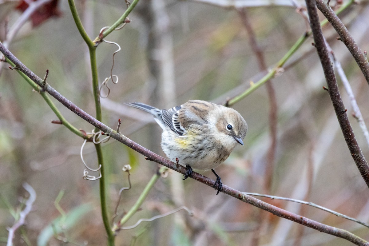 Yellow-rumped Warbler (Myrtle) - ML646492671