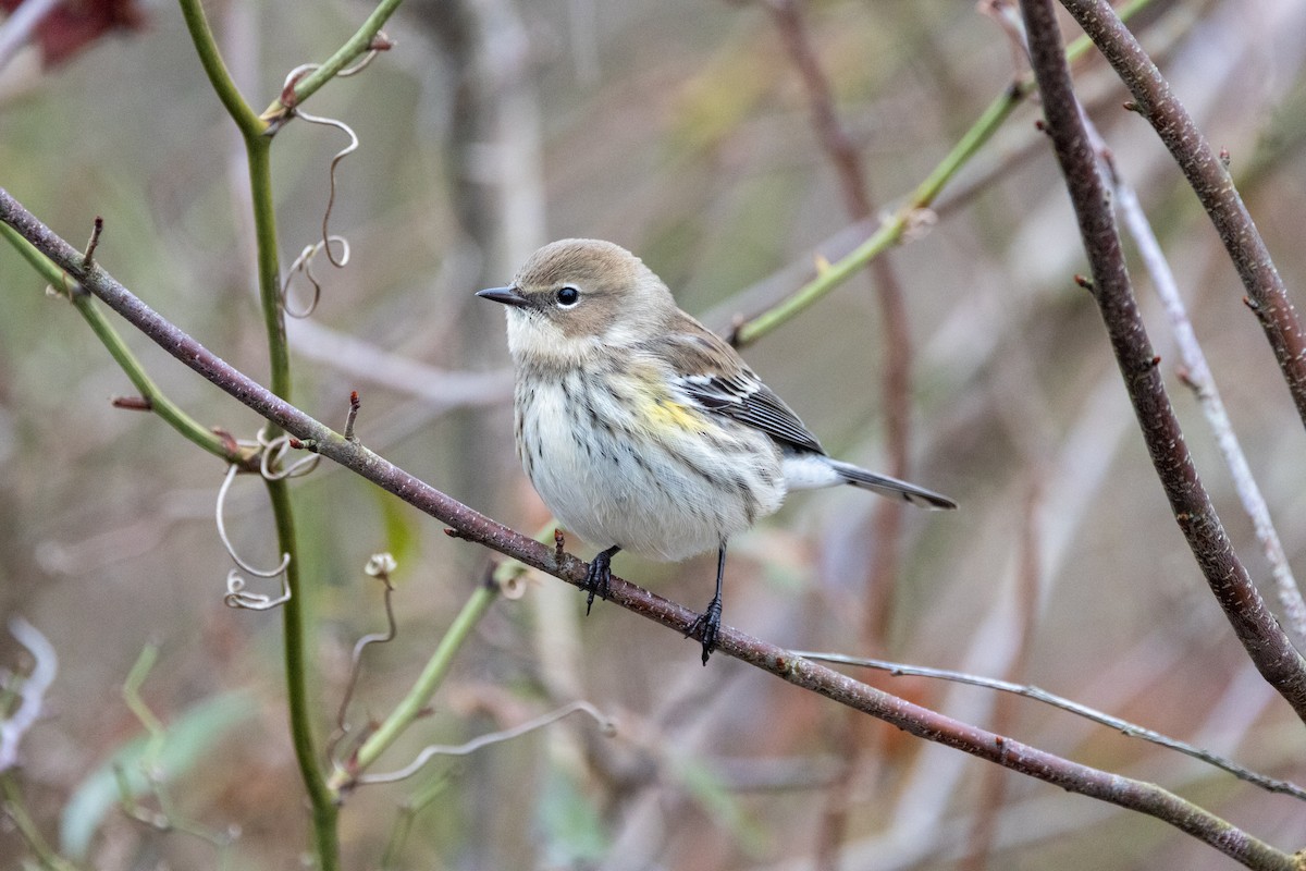 Yellow-rumped Warbler (Myrtle) - ML646492672