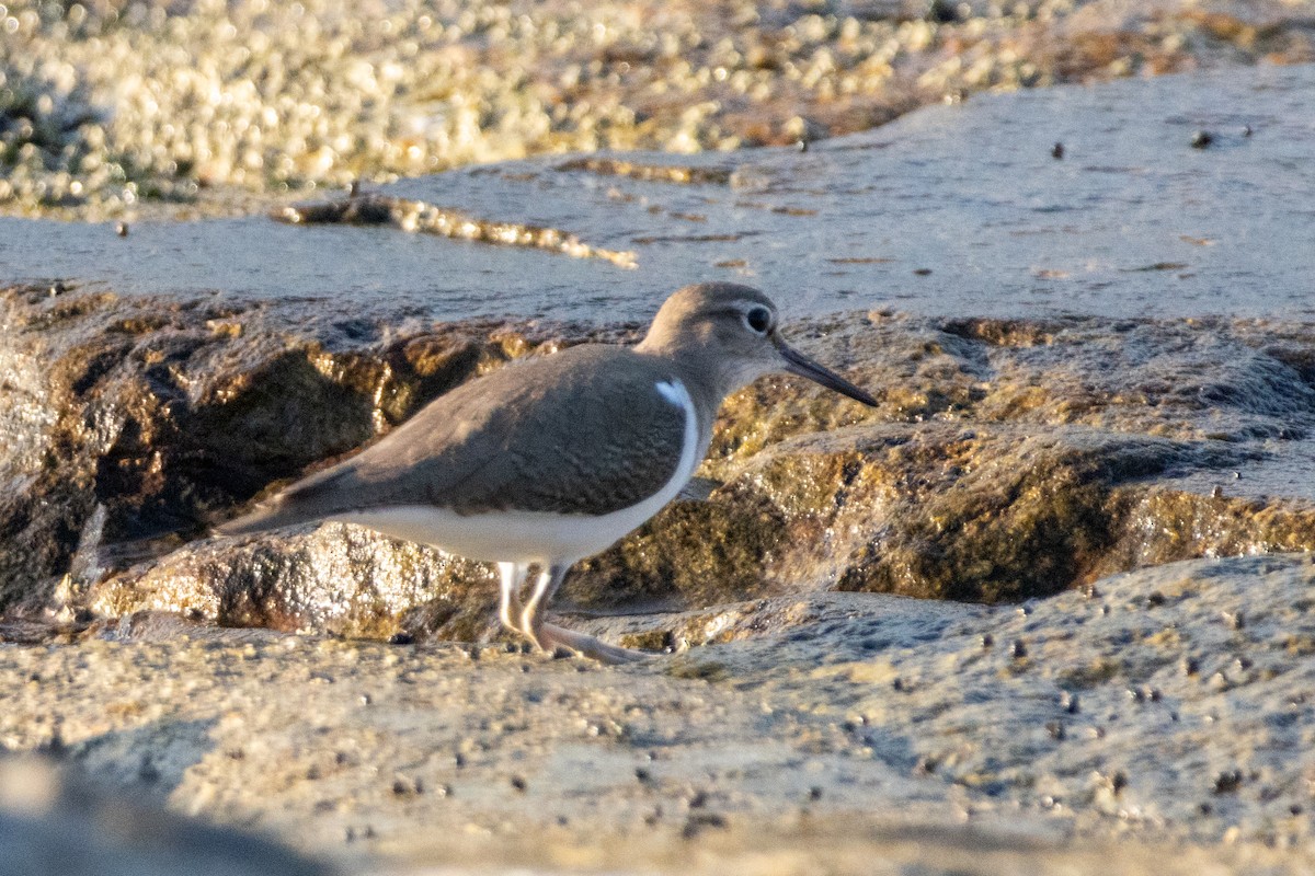 ביצנית לבנת-בטן - ML646492673