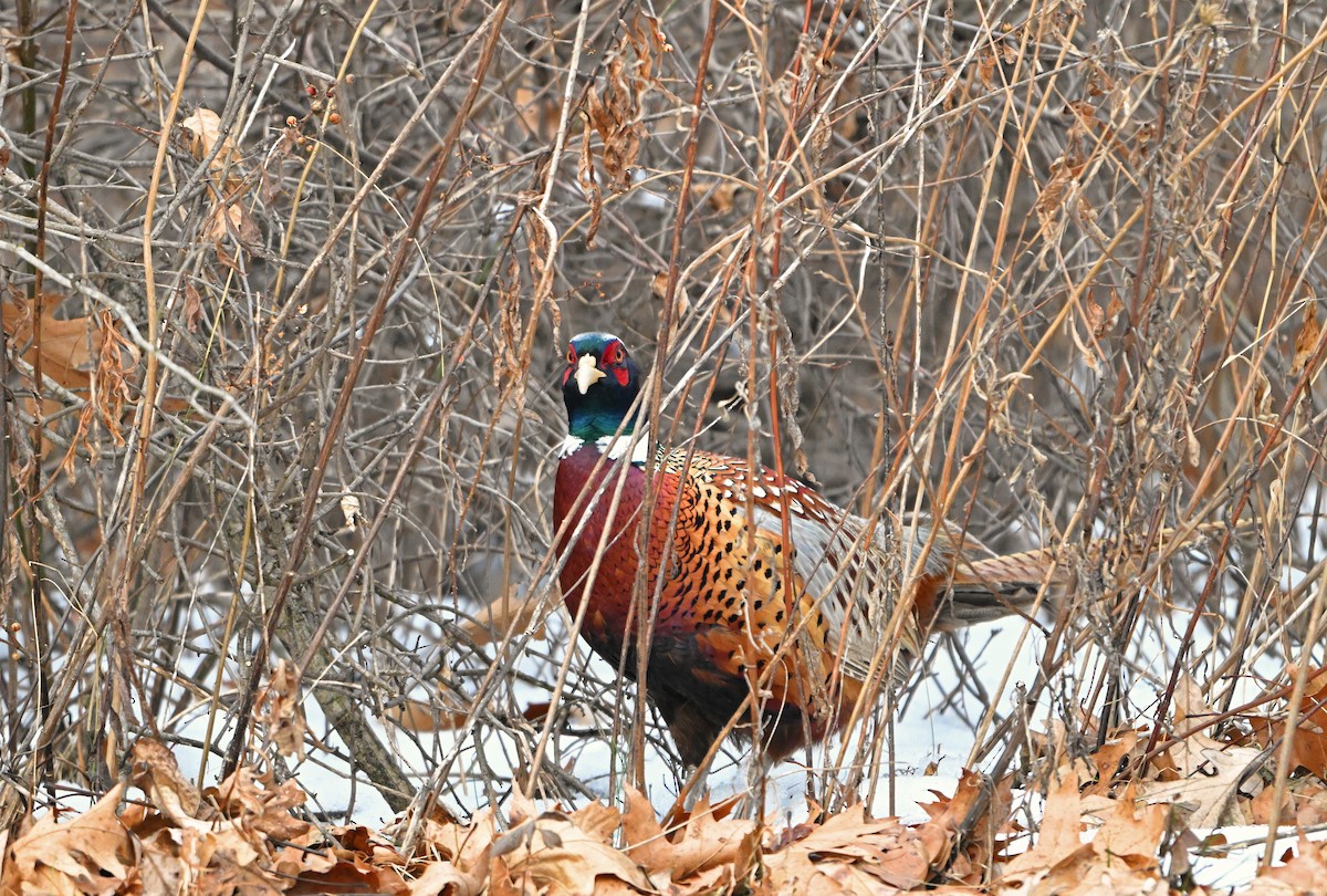 Ring-necked Pheasant - ML646492682