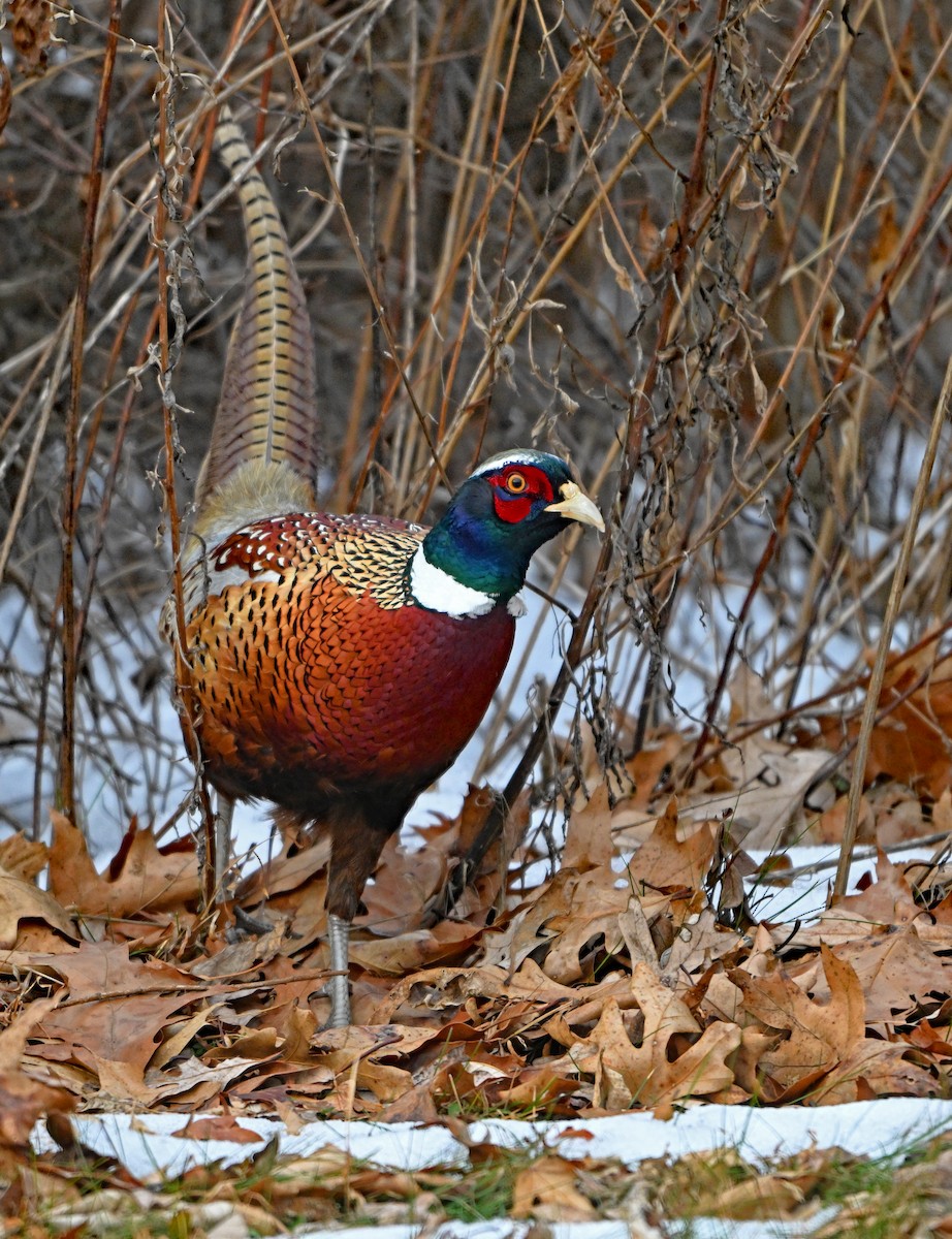 Ring-necked Pheasant - ML646492683