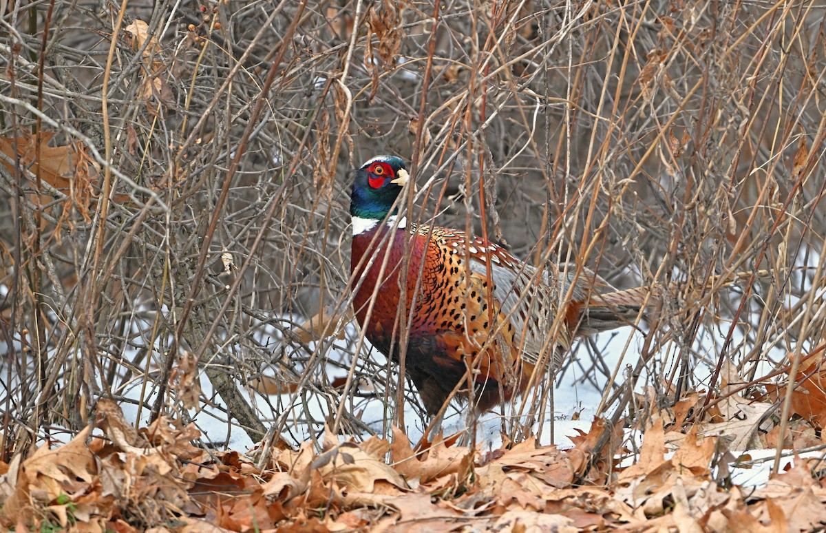 Ring-necked Pheasant - ML646492684