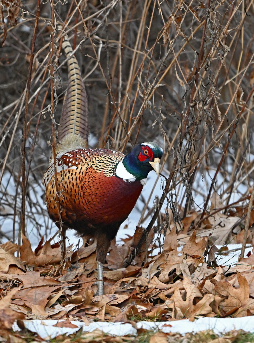 Ring-necked Pheasant - ML646492685