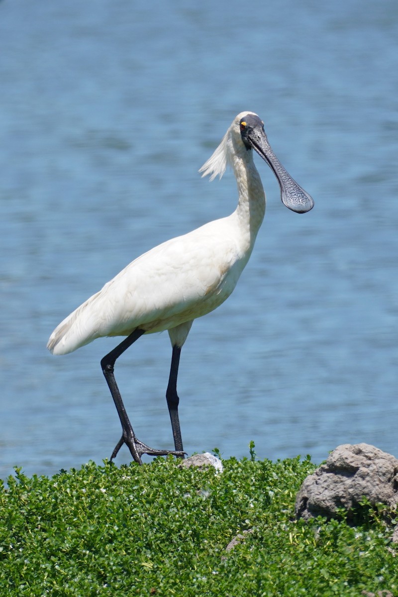 Royal Spoonbill - ML646492686