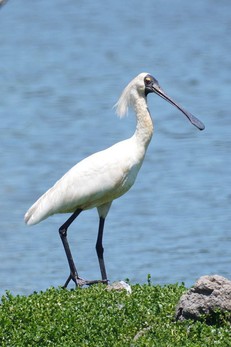 Royal Spoonbill - ML646492687
