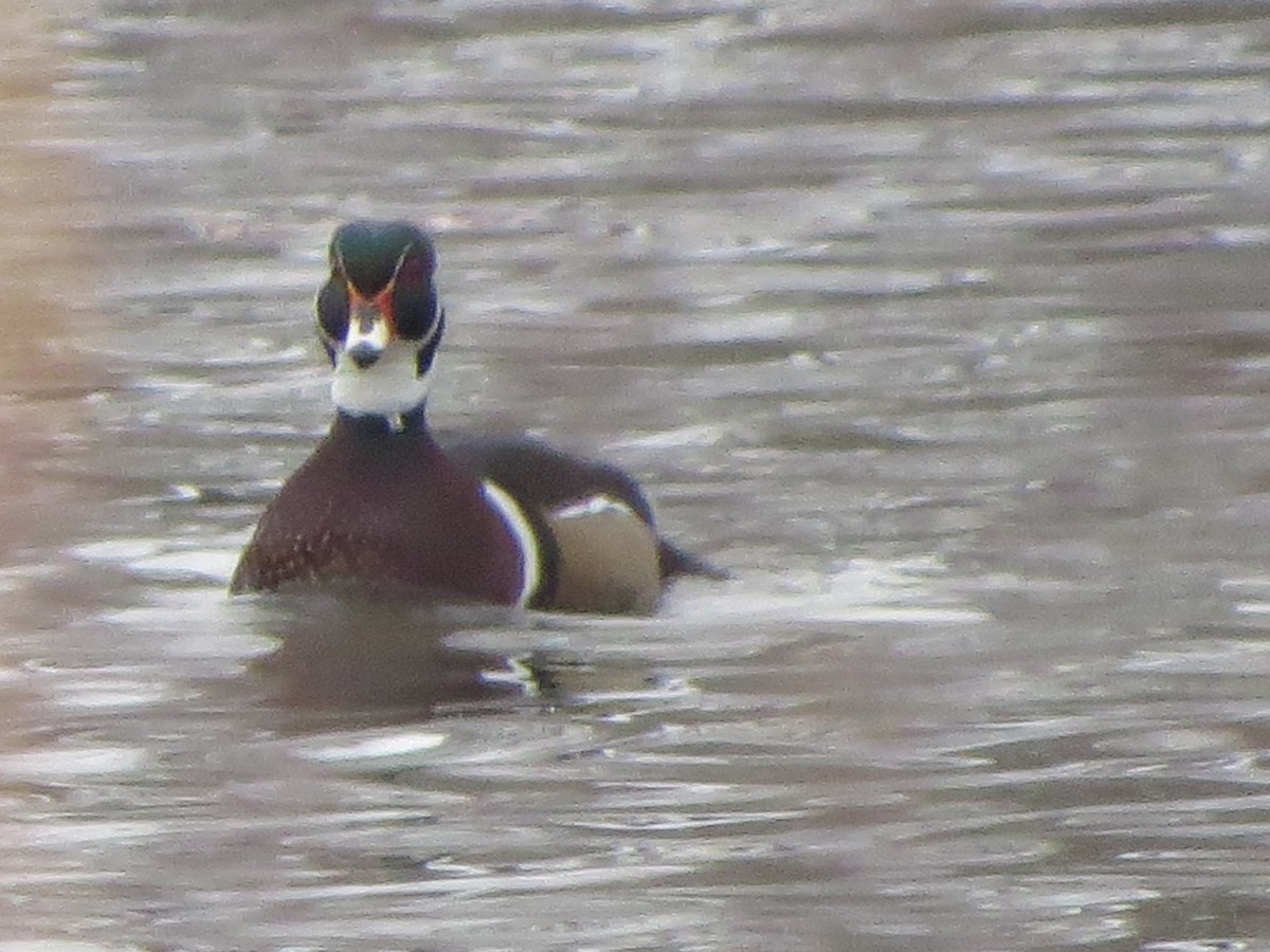 Wood Duck - ML646492688
