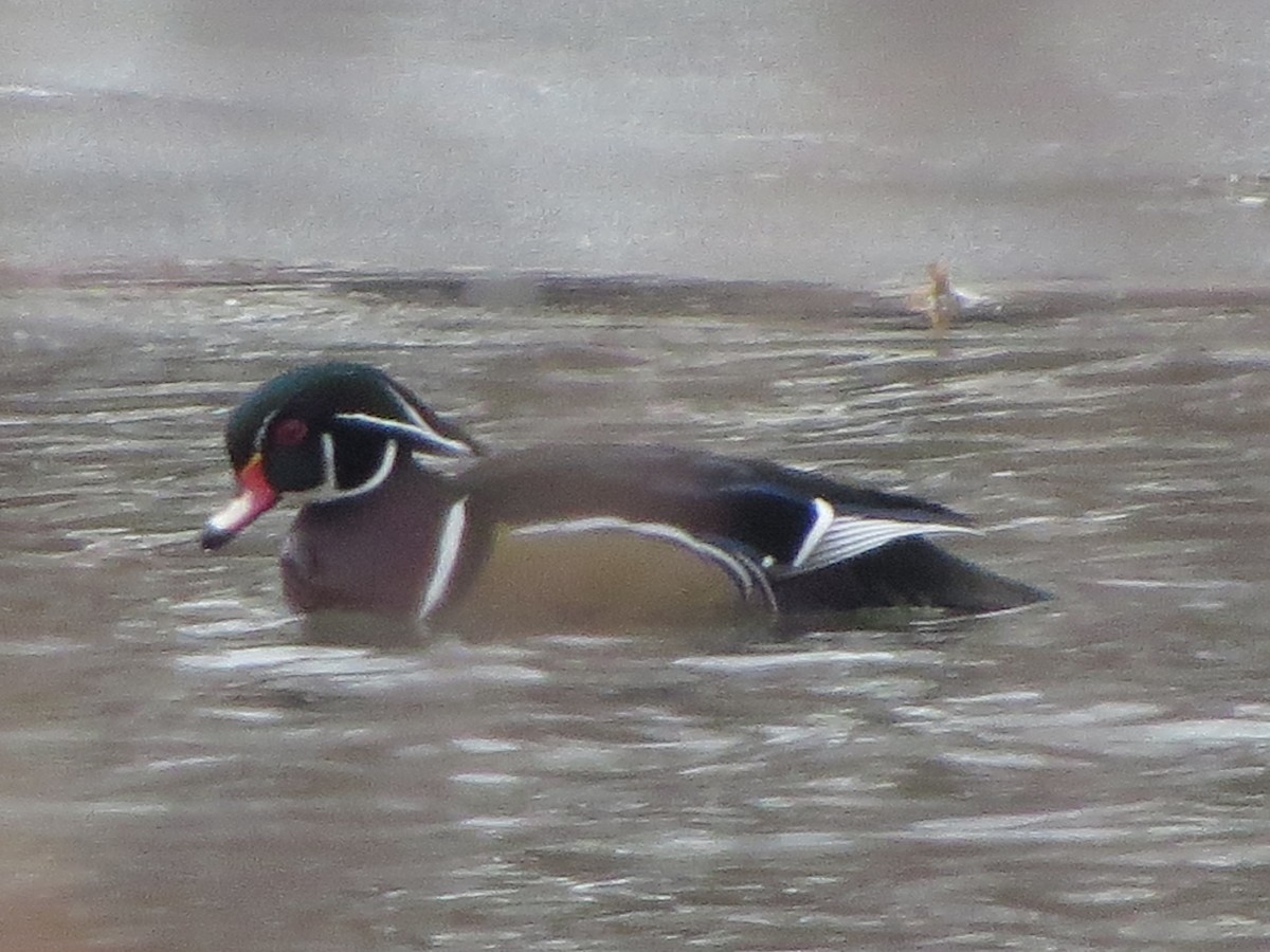 Wood Duck - ML646492689